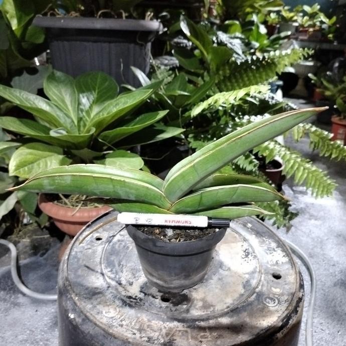 BESS SELLER SANSE SANSEVIERIA BANANA (BNDUI)