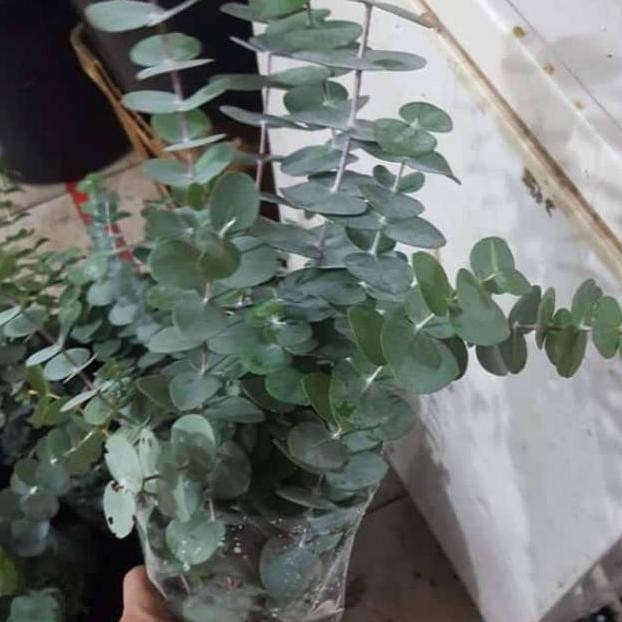 Baru Daun Eucalyptus Segar Silver Dollar Import