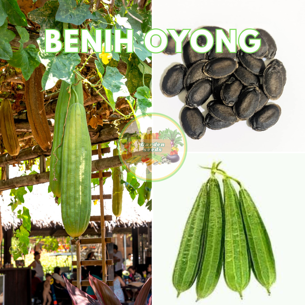 5 benih oyong gambas benih Unggul Lokal, Bibit Lalapan Benih Sayuran Bibit Sayuran Seribuan