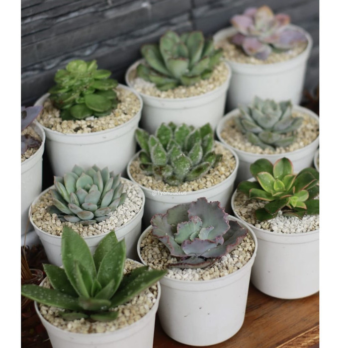 Paket Tanaman Kaktus Sukulen 10 Pot Tanaman Hidup Bukan Artificial Termurah
