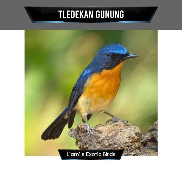 BIG SALE Burung Tledekan Gunung Ori Jawa Jantan PROMO SPECIAL