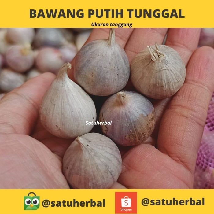 

bawang putih lanang tunggal (import) kualitas super premium