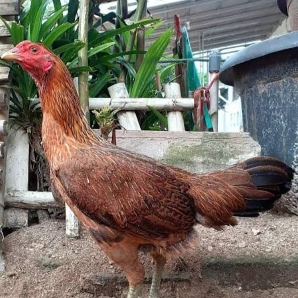 indukan ayam betina kampung LIMITED EDITION