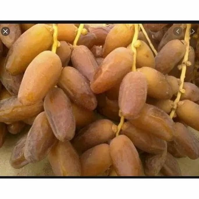 

Baru Kurma Tunisia Tangkai Curah 1Kg