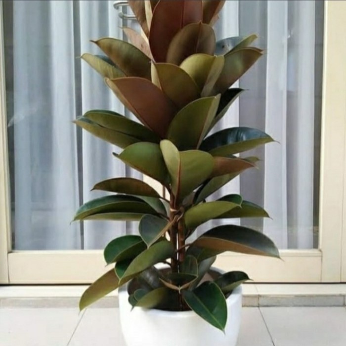 TANAMAN HIAS KARET KEBO / KARET KEBO FICUS ELASTICA MAROON + POT TAWON