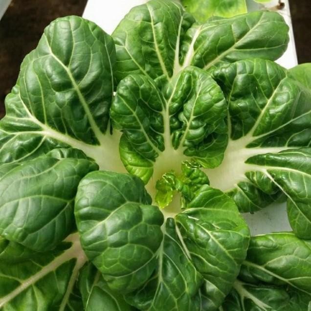 Benih Ayur Nai Bai 2 Gram