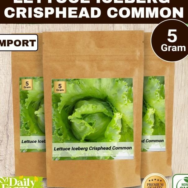 Benih Ayur Elada Lettuce Iceberg Criphead Common Grm