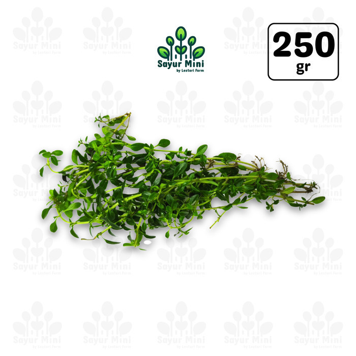 

Thyme 250gr - Daun Thyme Segar - Rempah Penyedap - Daun Herbal - Sayur Fresh by Sayur Mini