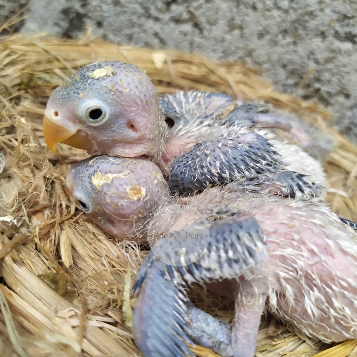 TERBARU Burung Lovebird Lolohan Adeevapoint