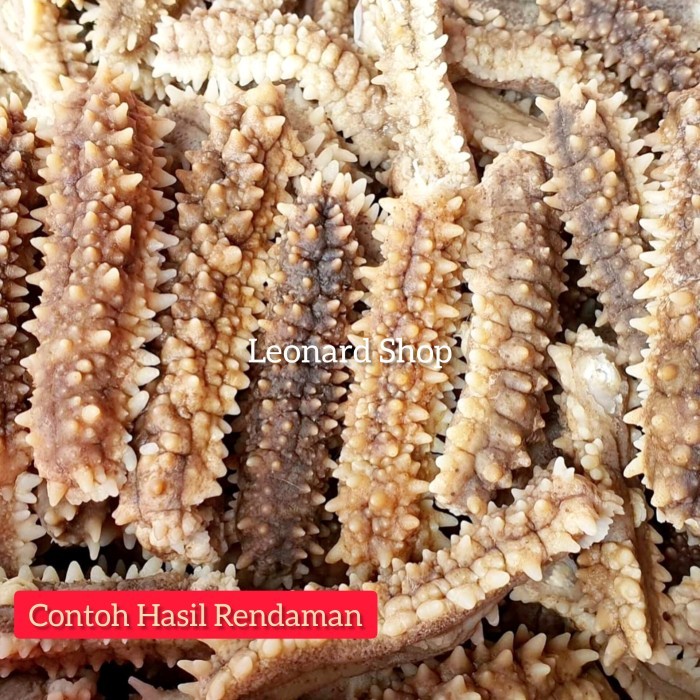 

TERIPANG DURI KERING BESAR KUALITAS GRADE A SUPER HAISOM TEBAL KENYAL