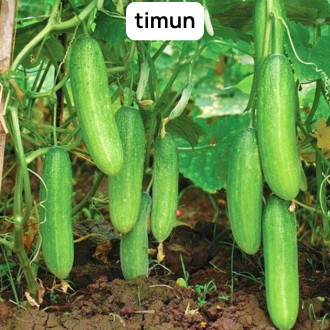 TIMUN LALAP 20 Biji / Benih / bibit ( TIMUN UNGGUL / TIMUN LOKAL )