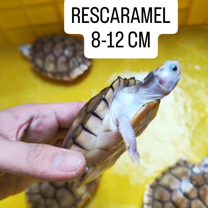 RES CARAMEL TURTLE SIZE AMAN - KURA AIR RES CARAMEL PINK ALBINO TURTLE BUKAN BABY SUDAH SEXING