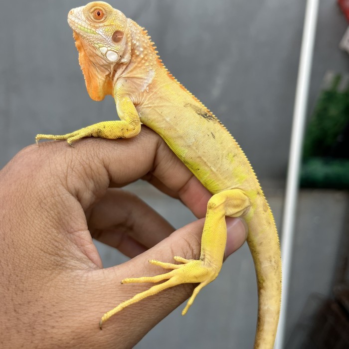 PROMO iguana red albino