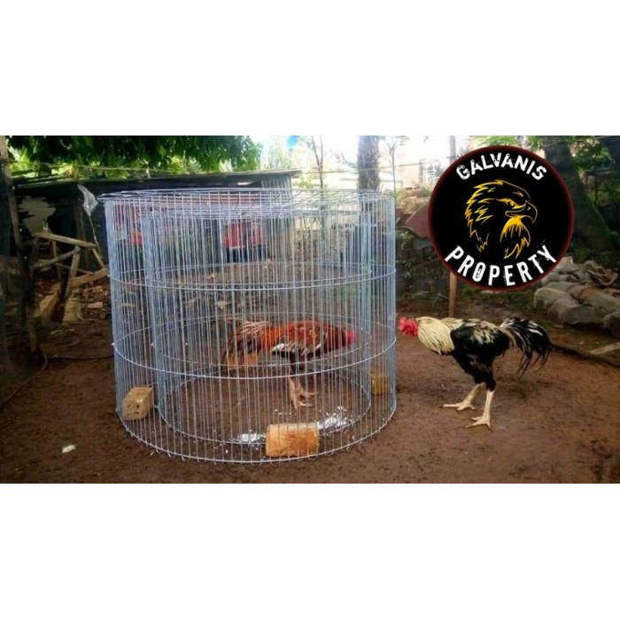 kurungan klinteran ayam jago/bangkok besi galvanismelatih ketangkasan