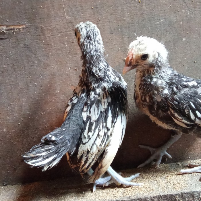 Ayam Hias Batik Italy Remaja