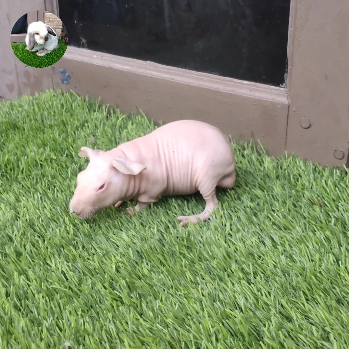 marmut/guinea pig skinny pink