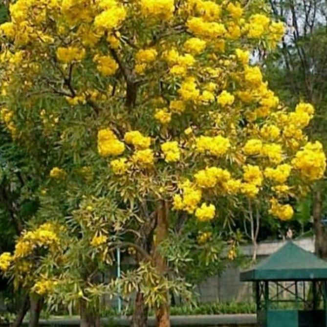 tanaman hias pohon tabebuya batang besar siap berbunga 5 meter