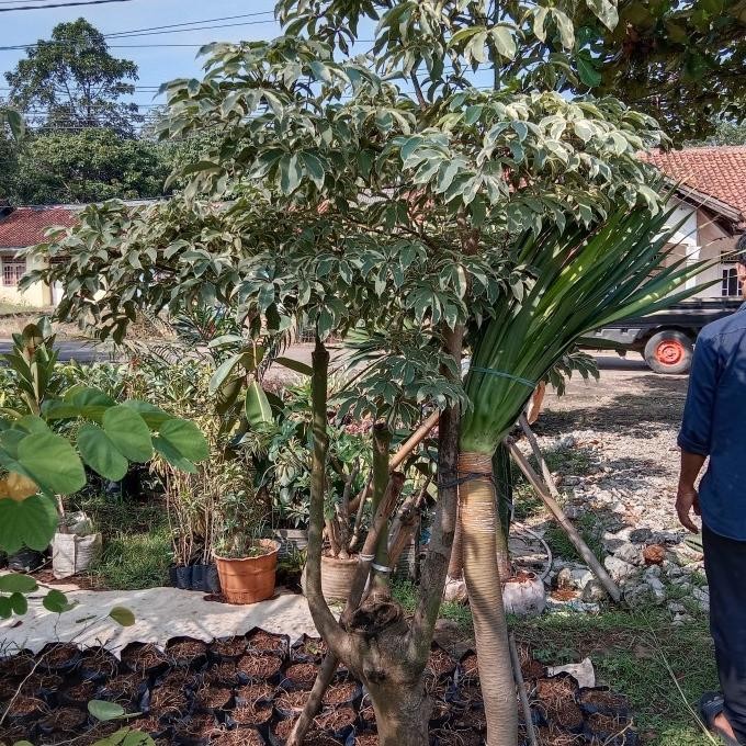 pohon hias randu varigata/kapuk varigata