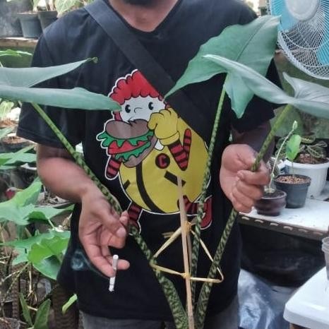 alocasia zebrina tigrina tanaman hias langka sesuai gambar