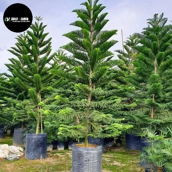 Tanaman Hias Cemara Norfolk Tinggi 2M Pohon Cemara Norfolk