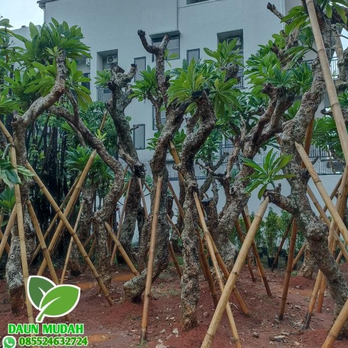 Tanaman hias kamboja fosil / pohon kamboja fosil super