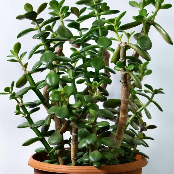 Tanaman hias jade plant big size /money tree/crassula ovata jumbo