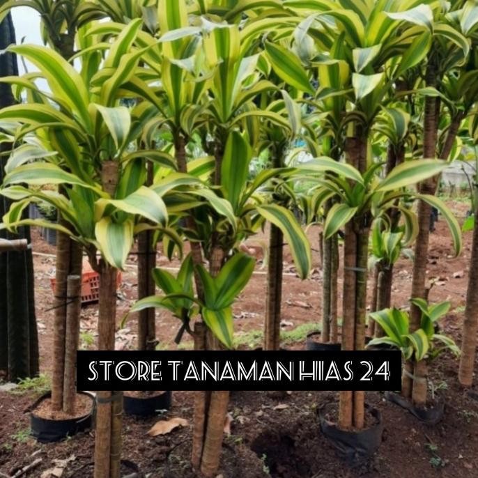 Tanaman hias hanjuang golden pohon hanjuang varigata kuning