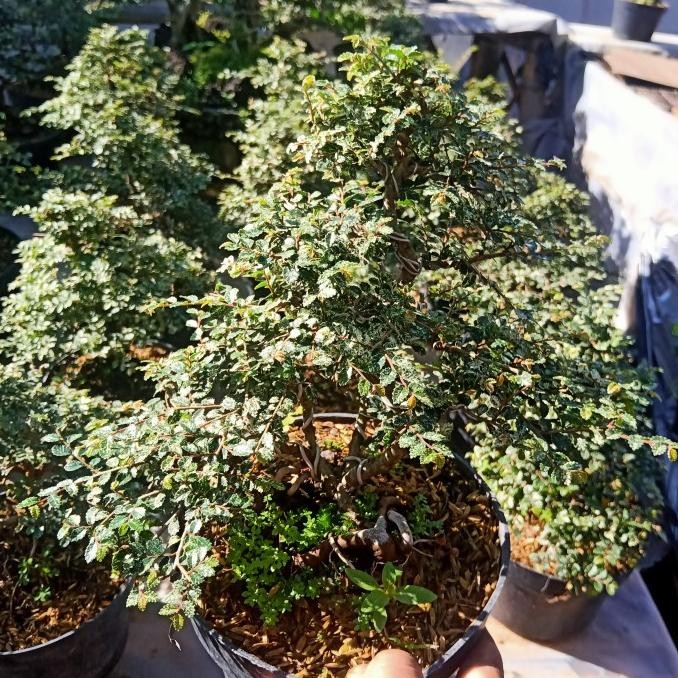 tanaman hias bonsai ulmus micro varigata siap pajang ukuran pot 17