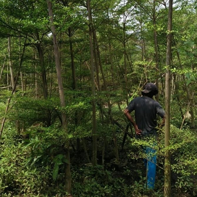 pohon ketapang kencana 4-5 meter peneduh
