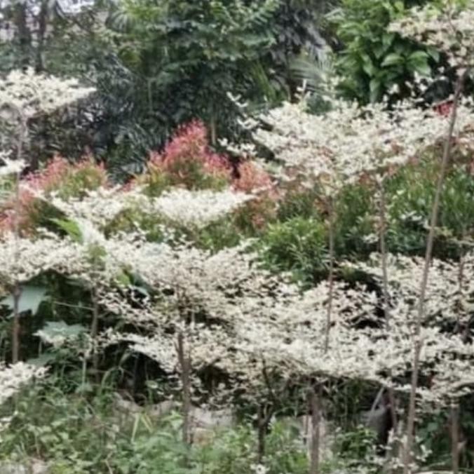 Tanaman Hias Ketapang Kencana Varigata // ketapang kencana putih