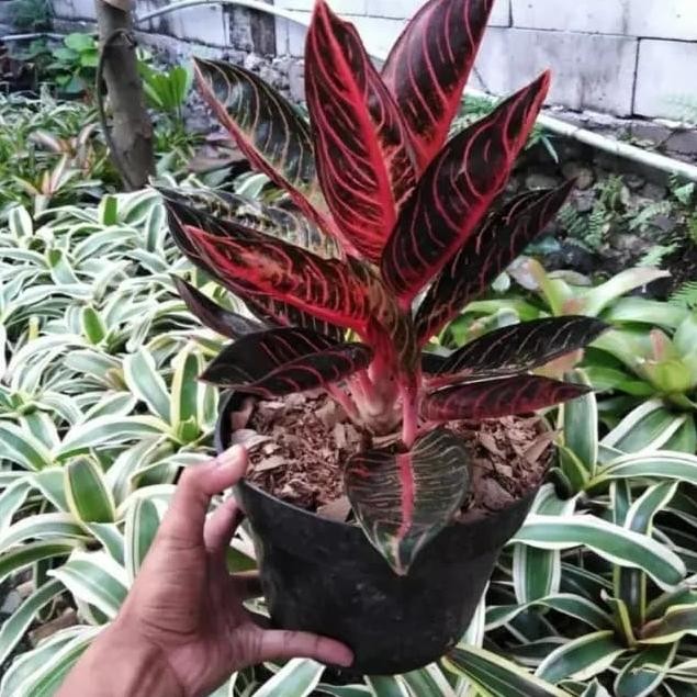 Tanaman hias aglaonema pride of sumatra - aglonema red sumatra