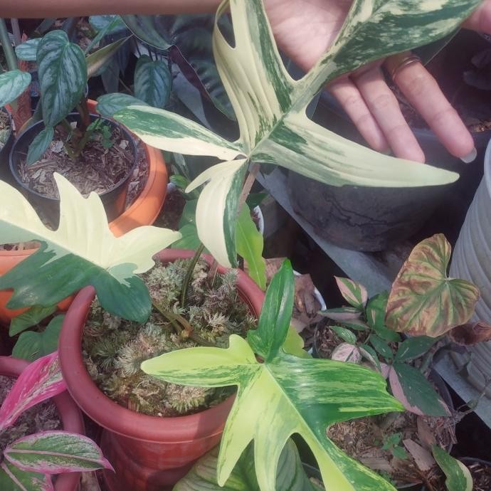 Tanaman hias florida beauty variegata /philidendron