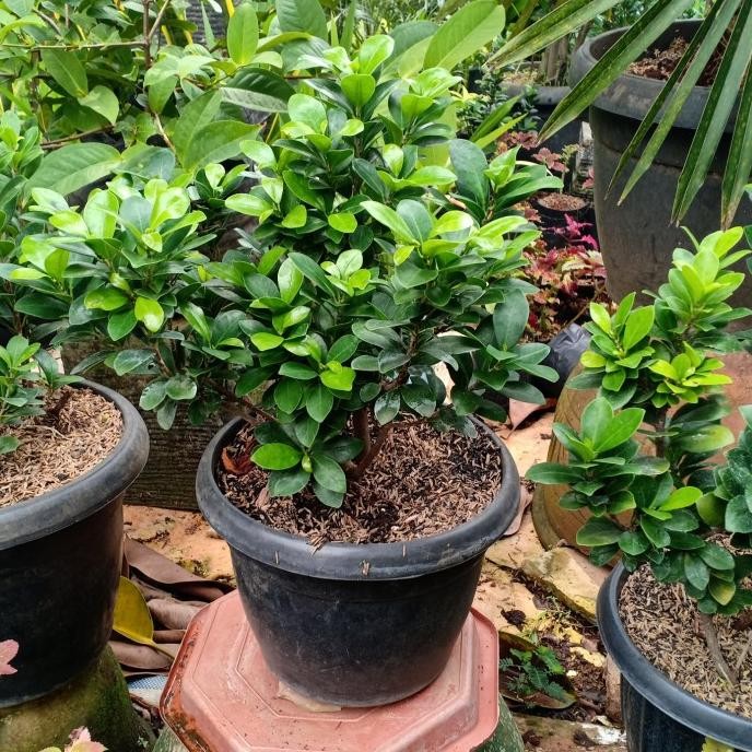 Tanaman Hias Beringin Mini