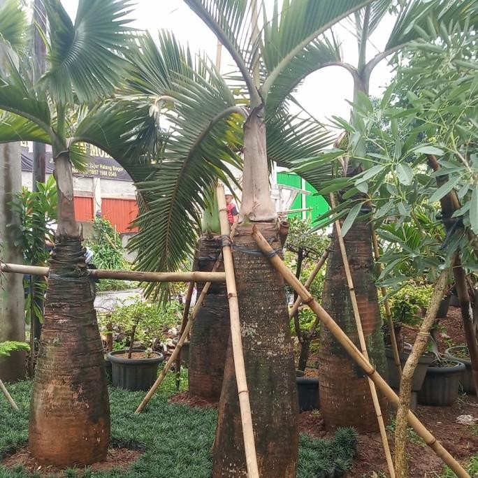 Tanaman hias palem botol - pohon palem botol 3 M