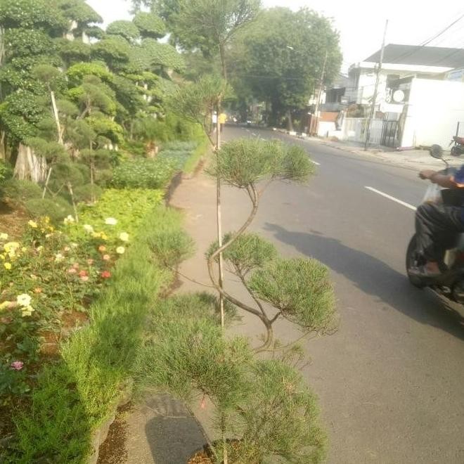 Tanaman Hias Bonsai Cemara Udang // Tanaman Bonsai Cemara Udang
