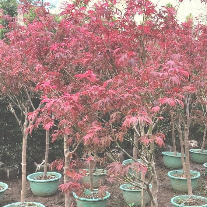 tanaman hias red maple tinggi 2 meter