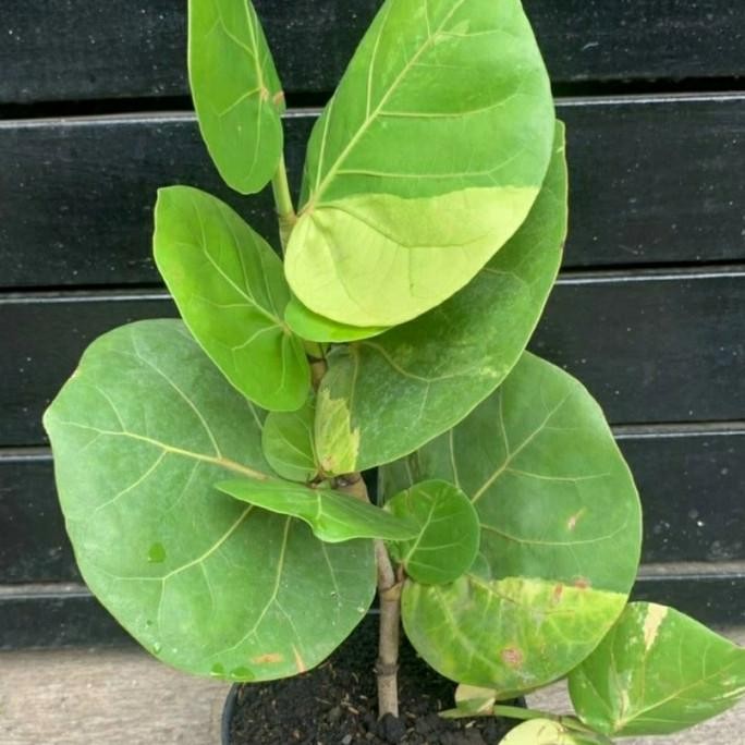 Tanaman Hias Cocoloba varigata/variegata / anggur pantai