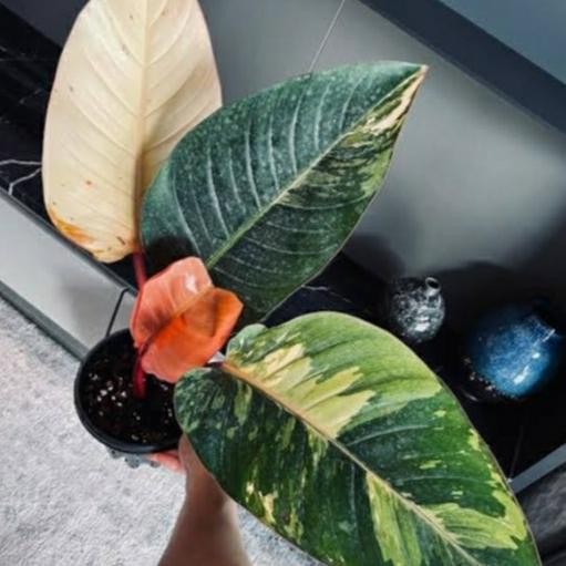 Tanaman hias philodendron red congo varigata _ tanaman philodendron