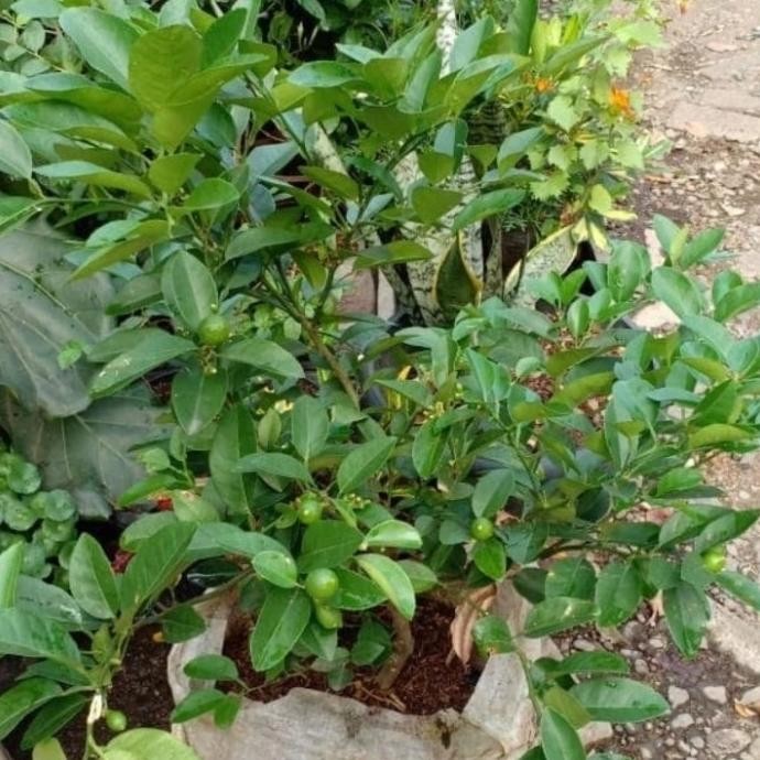 Pohon Jeruk Nipis Rimbun Sudah Berbuah