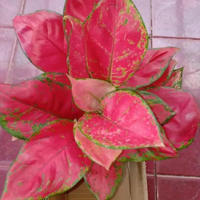 Tanaman hias Aglona red Anjamani indukan