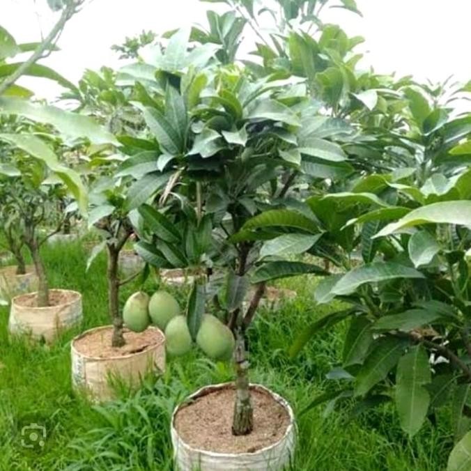 Bibit pohon mangga manalagi super sudah berbuah