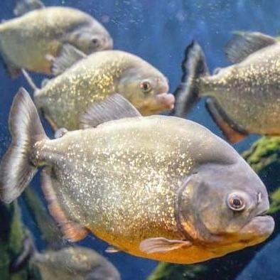 Piranha Red Bellied RBP Wild WC - Medium Size