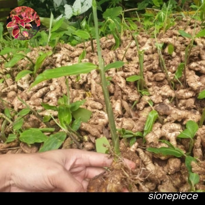 

Bibit Tanaman Lengkuas Laja Mudah Tumbuh