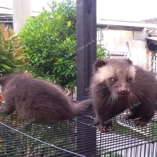 Musang Bulan Baby / Pets / musang Bulan ekor putih hewan peliharaan