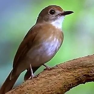 Burung srdc bali jantan