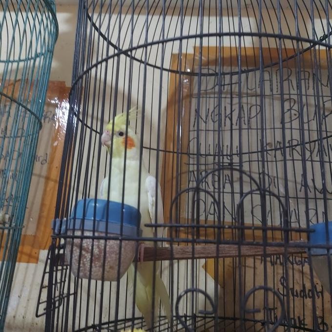 Burung Falk Jantan / Betina