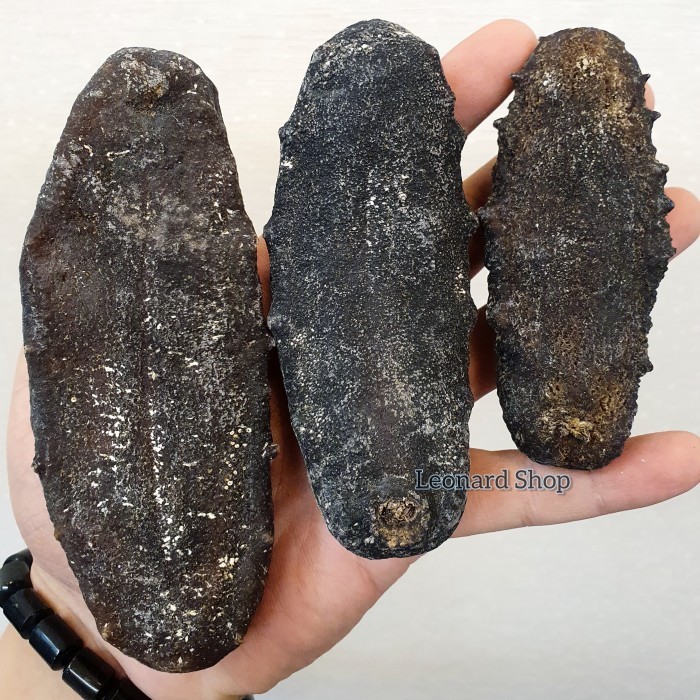 

SALE TERLARIS HAISOM TUBOSOM HITAM KERING SUPER ( 1 KG JD 5 KG ) TERIPANG GAJAH SUSU READYY