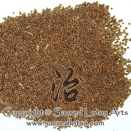 

SALE TERLARIS 600 G GR GRAM ZI SU ZI PURPLE PERILLA FRUIT FRUITS PERILLA SEED SEEDS READYY