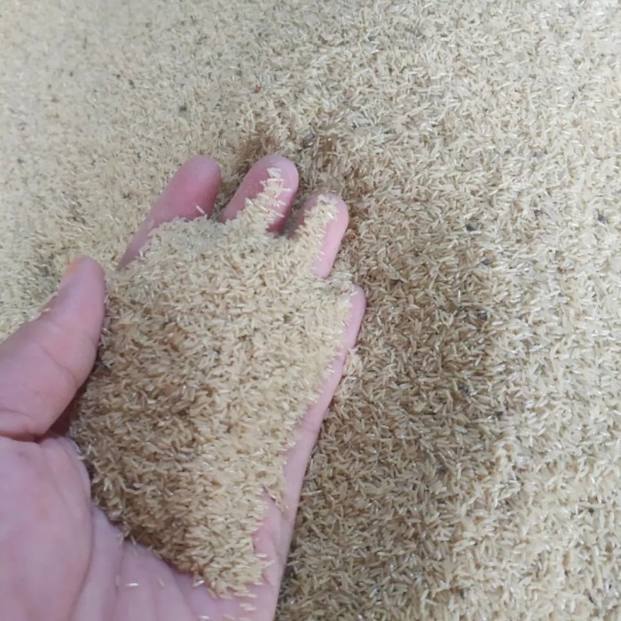 Telor Jangkrik Super - Telor Jangkrik Alam