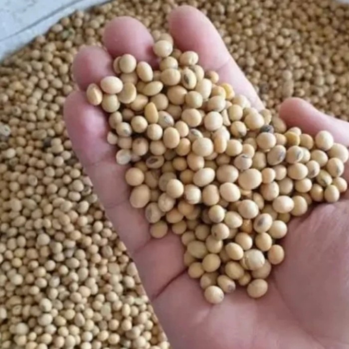 KACANG KEDELAI IMPORT SUPER 1KARUNG ISI 50KG